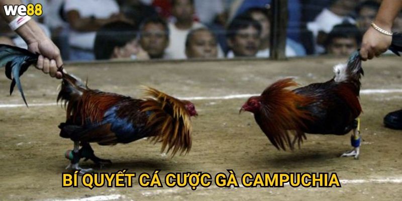 Đá Gà Campuchia We88 có gì đặc biệt về giống gà? 3 Bí quyết cá cược gà Campuchia