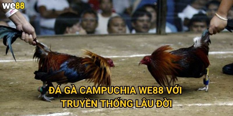 Đá Gà Campuchia We88 có gì đặc biệt về giống gà? 2 Đá Gà Campuchia We88 với truyền thống lâu đời