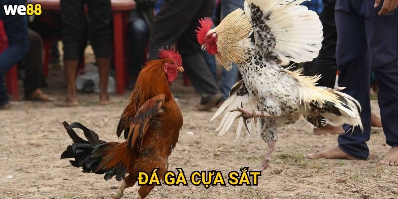 Đá Gà Cựa Sắt