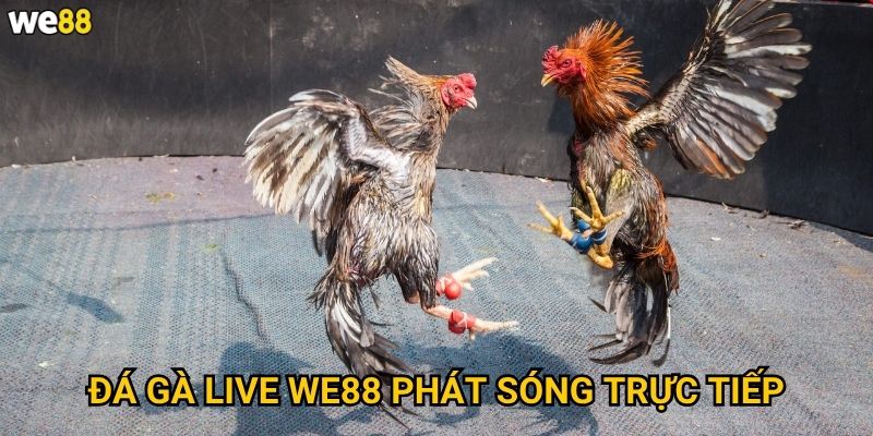 Đá Gà Live We88 phát sóng trực tiếp