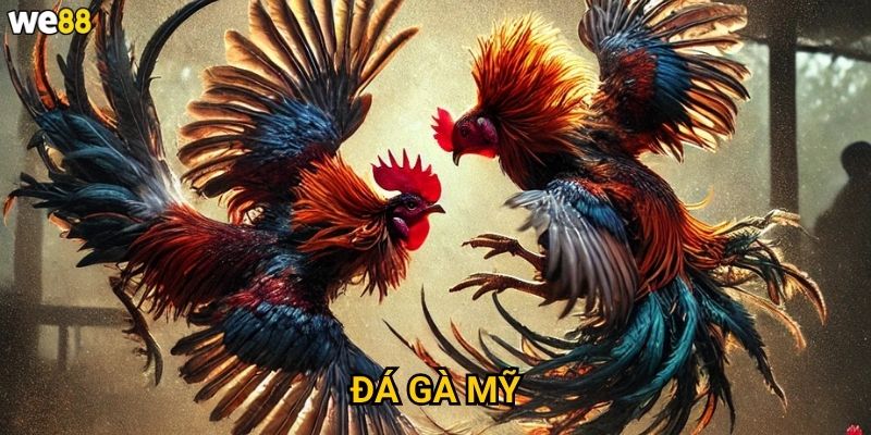 Đá gà mỹ