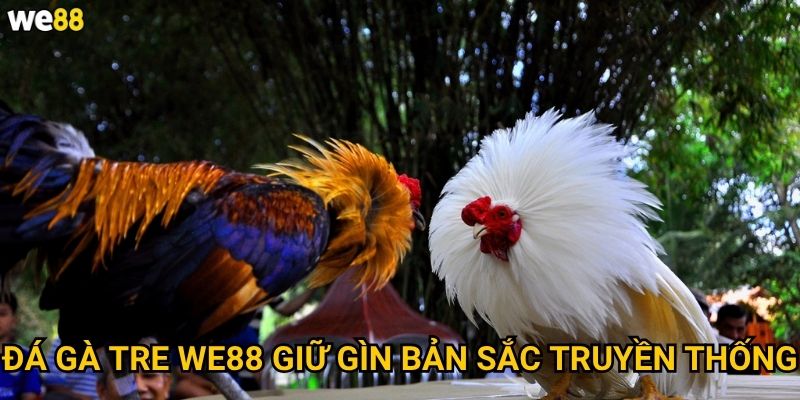 Đá gà tre We88 giữ gìn bản sắc truyền thống