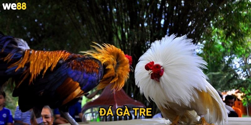 Đá gà tre