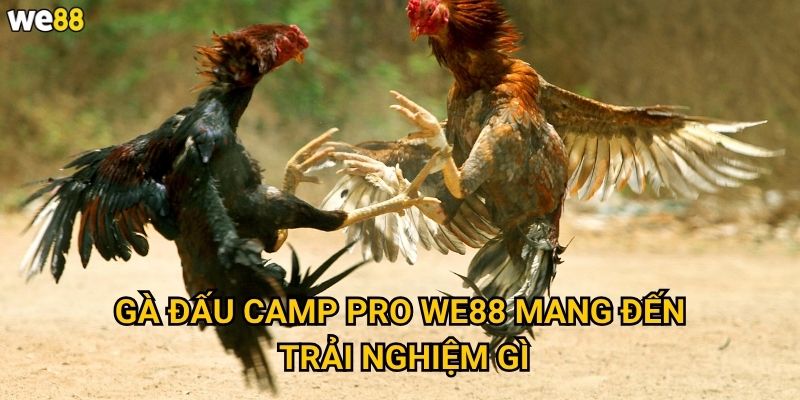 Gà Đấu Camp Pro We88 mang đến trải nghiệm gì