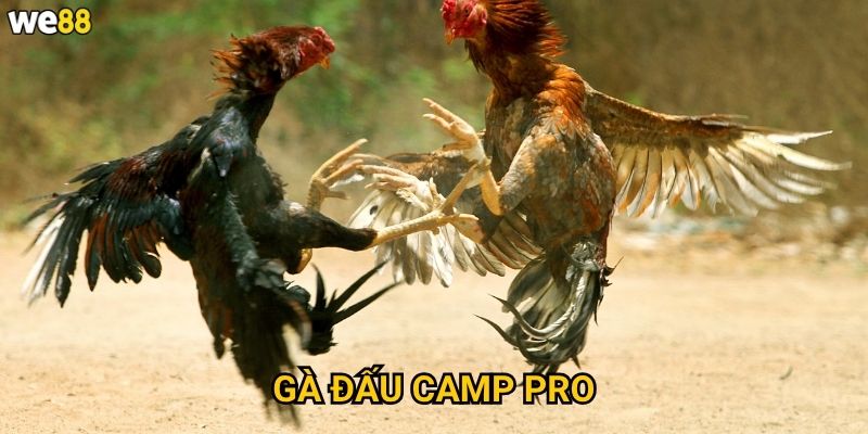 Gà Đấu Camp Pro