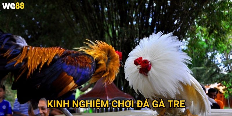 Kinh nghiệm chơi đá gà tre