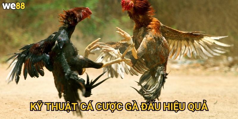 Kỹ thuật cá cược gà đấu hiệu quả