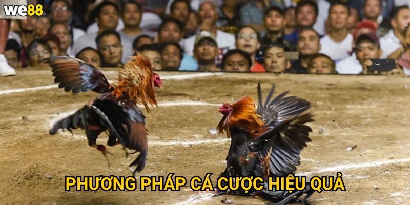 Đá Gà Cựa Dao We88 có những quy tắc gì đặc biệt? 3 Phương pháp cá cược hiệu quả