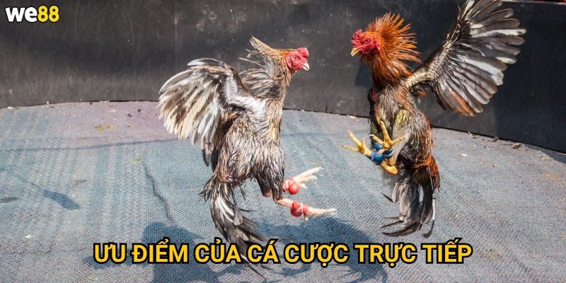Ưu điểm của cá cược trực tiếp